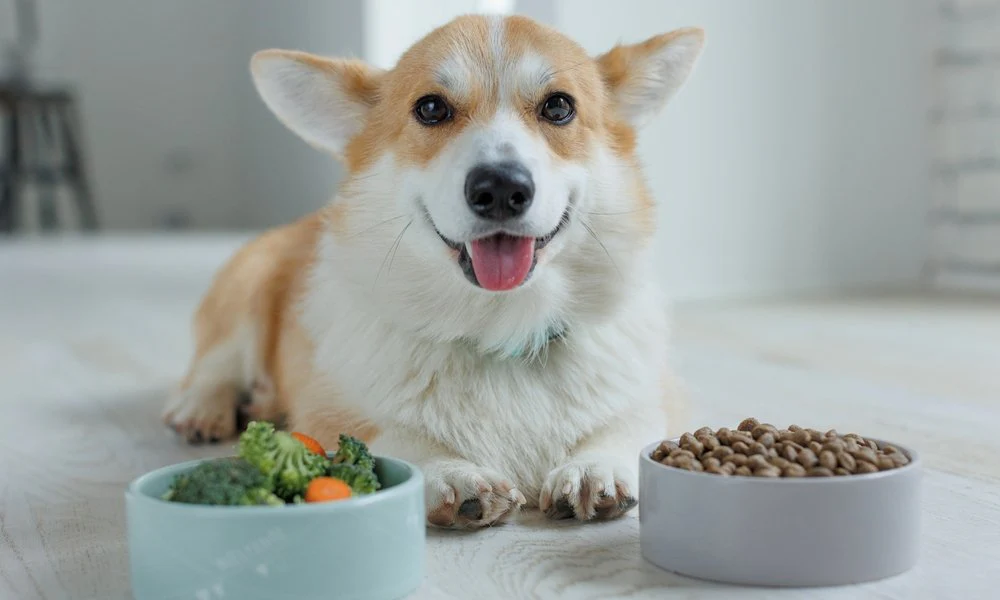 Faut-il vraiment donner des croquettes à son animal de compagnie?