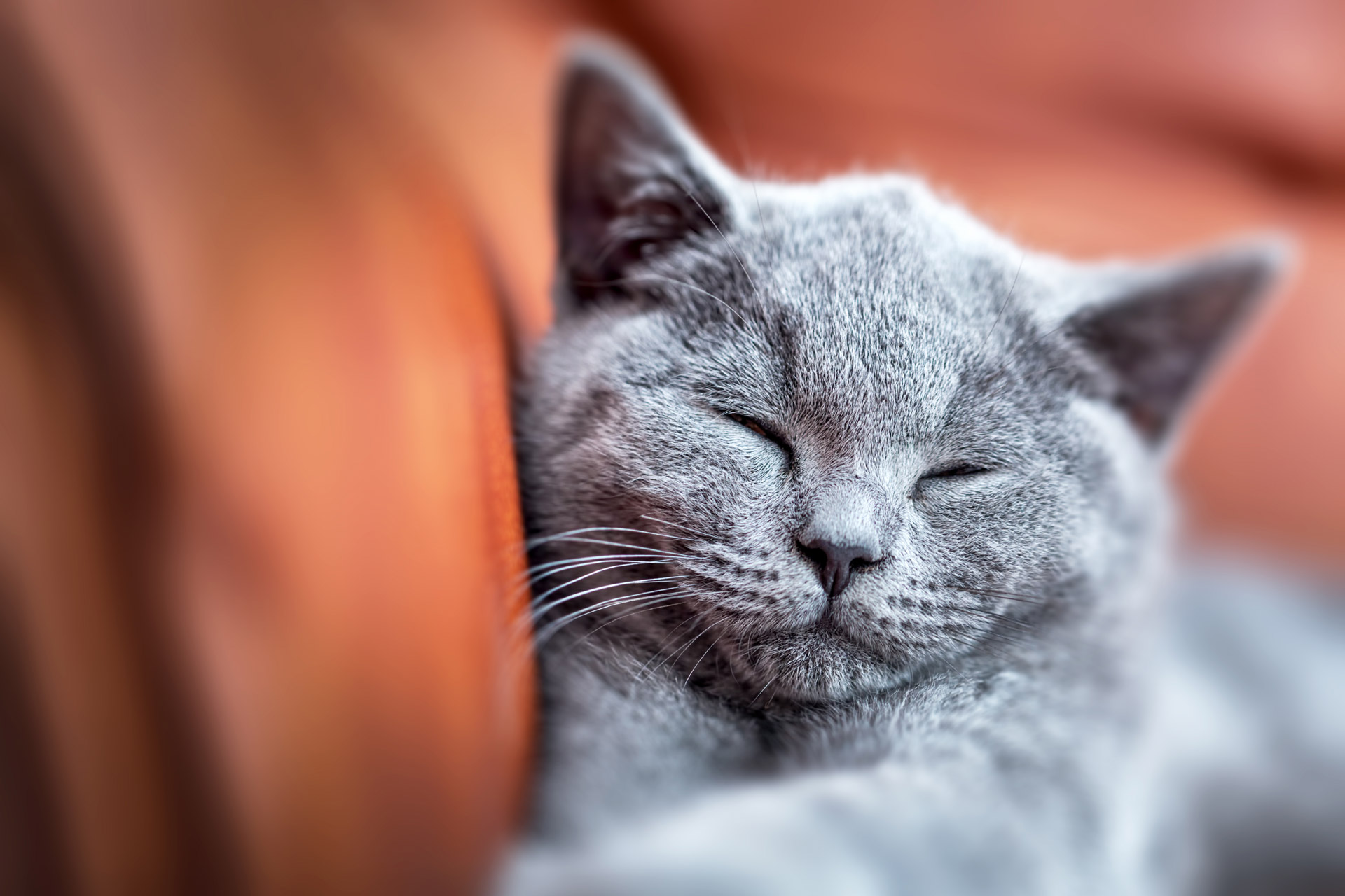 Le ronronnement des chats peut-il vraiment réduire le stress?