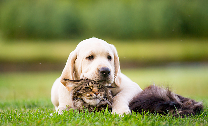 Chiens et chats peuvent-ils cohabiter?