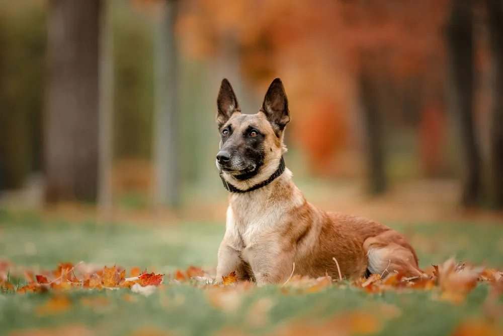 Quels chiens vivent le plus longtemps?